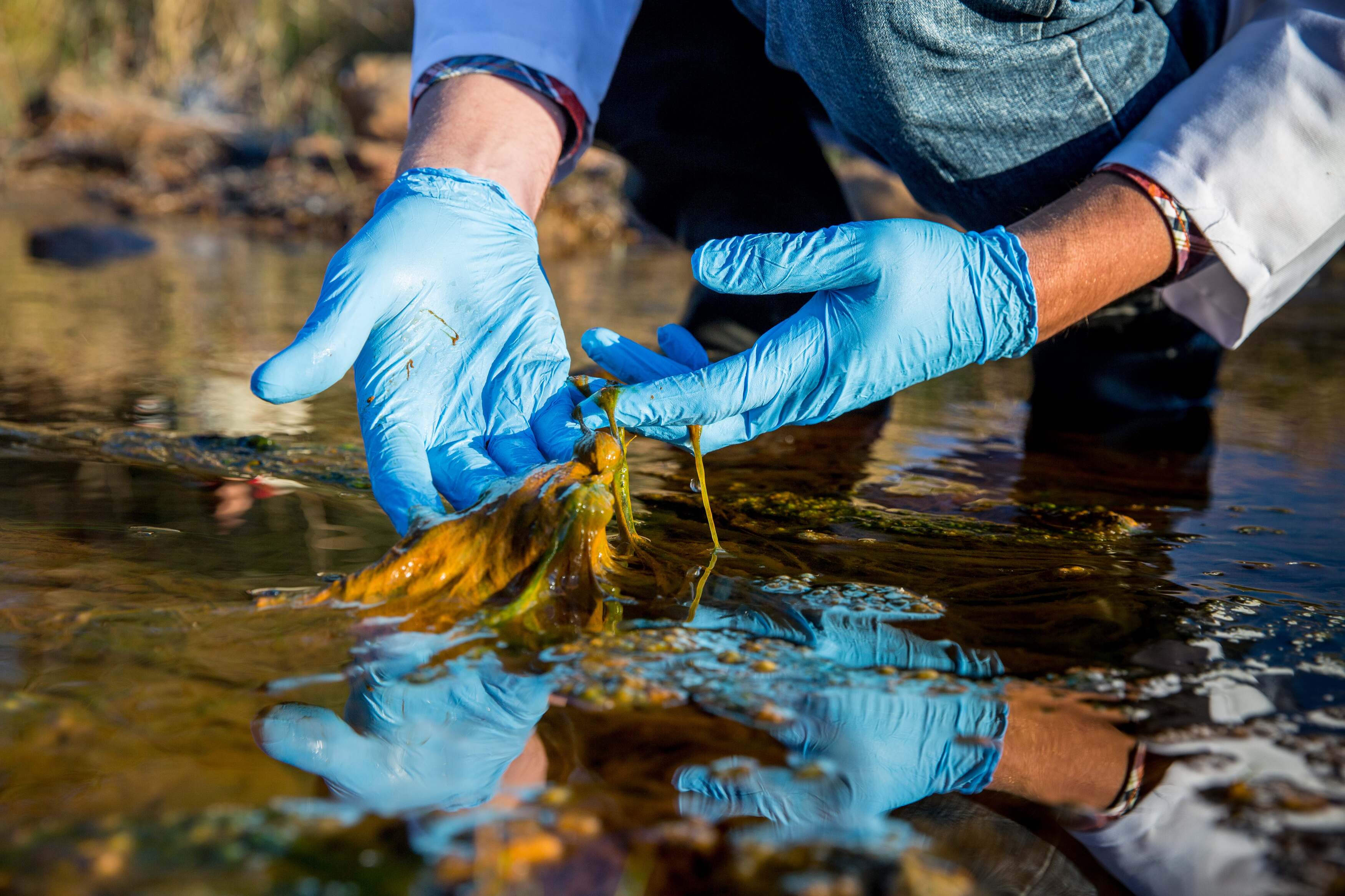 Scientist testing water