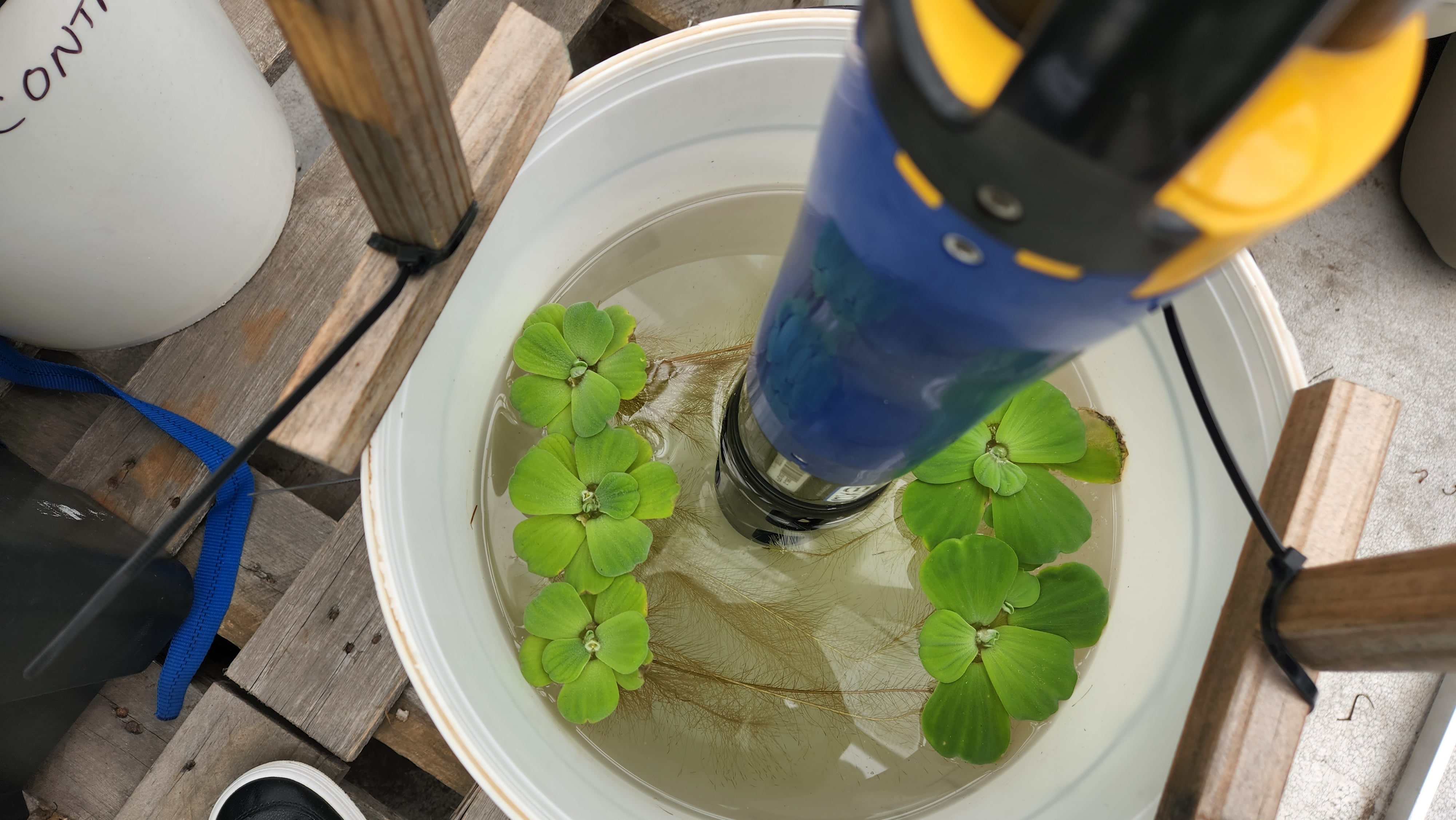 Plant in water