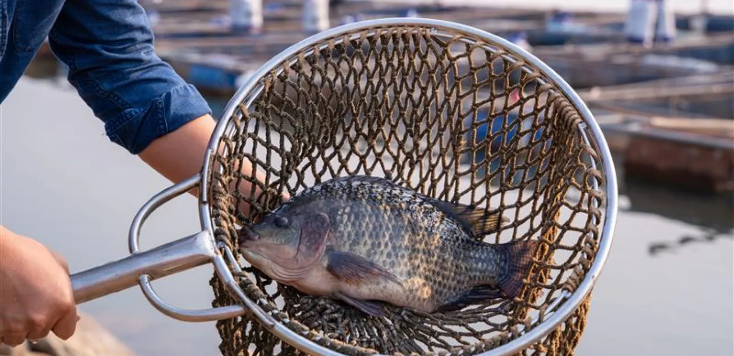 Aquaculture and animal health